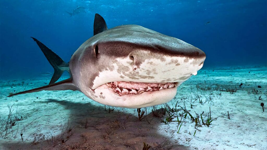 Copper shark close-up with powerful jaws and textured skin in clear blue ocean wallpaper background