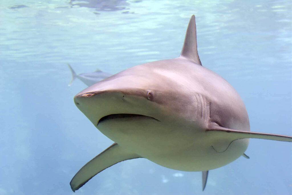 Close-up of sleek copper shark swimming in clear blue water detailed dynamic underwater scene Wallpaper