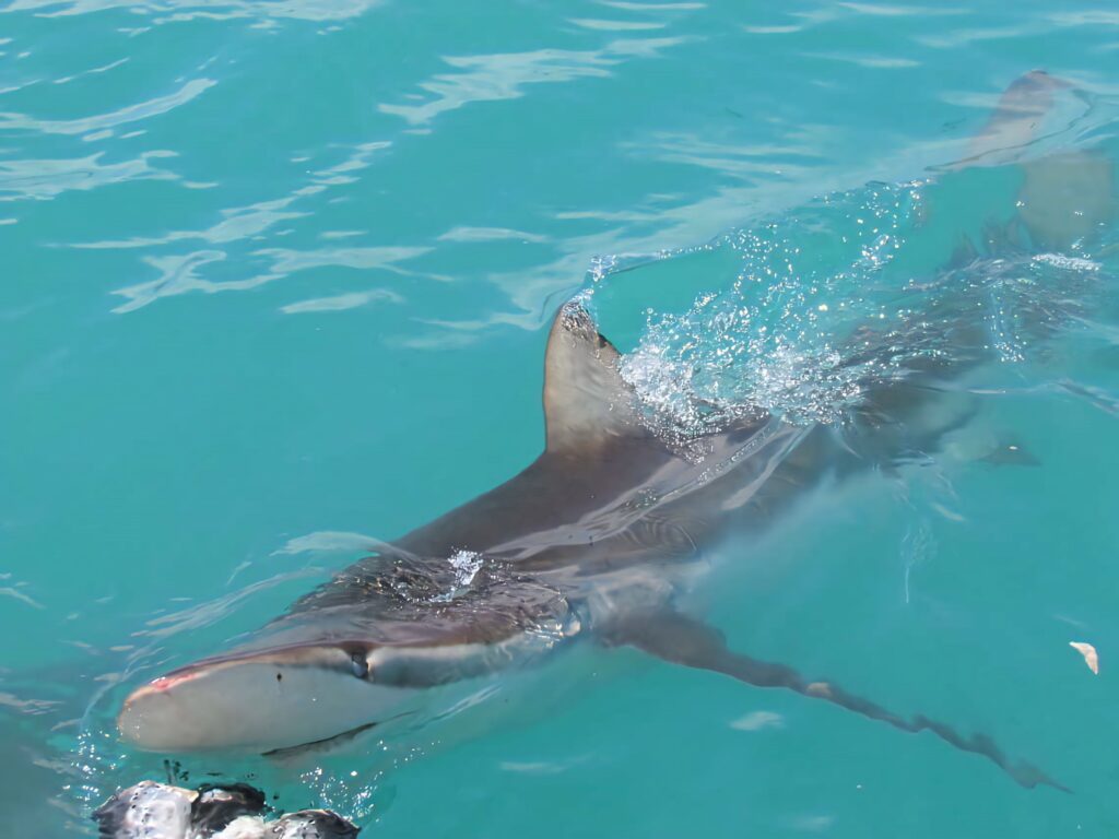 Copper shark gliding through sunlit turquoise water with shimmering ripples ocean wallpaper background