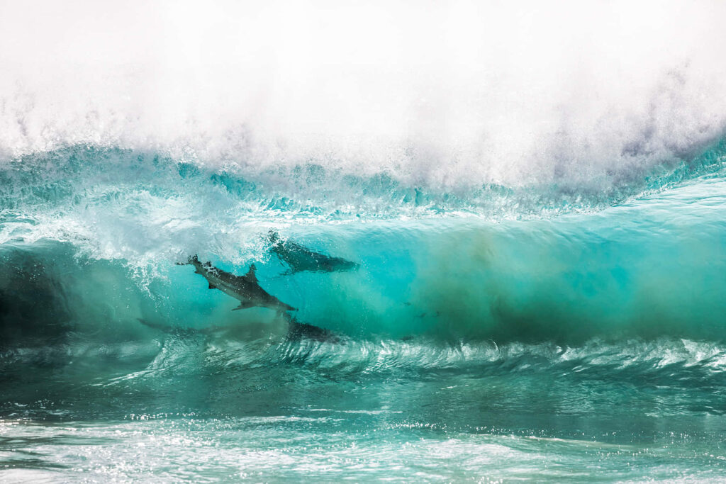 Copper shark silhouette gliding through turquoise wave with dynamic light and shadow ocean scene Wallpaper