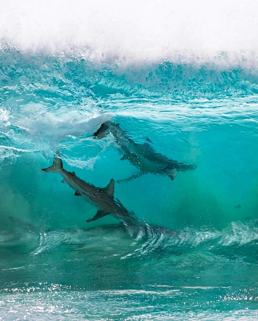 Two copper sharks swimming under a turquoise wave with sunlit water and vibrant ocean colors Wallpaper