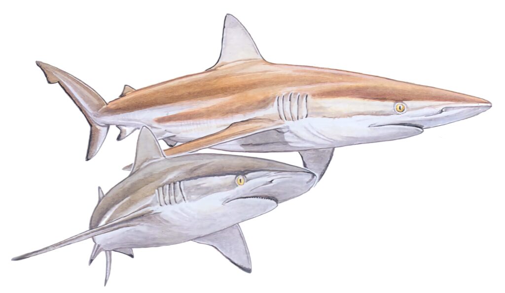 Illustration of two lifelike copper sharks with soft shading on a clean white background wallpaper