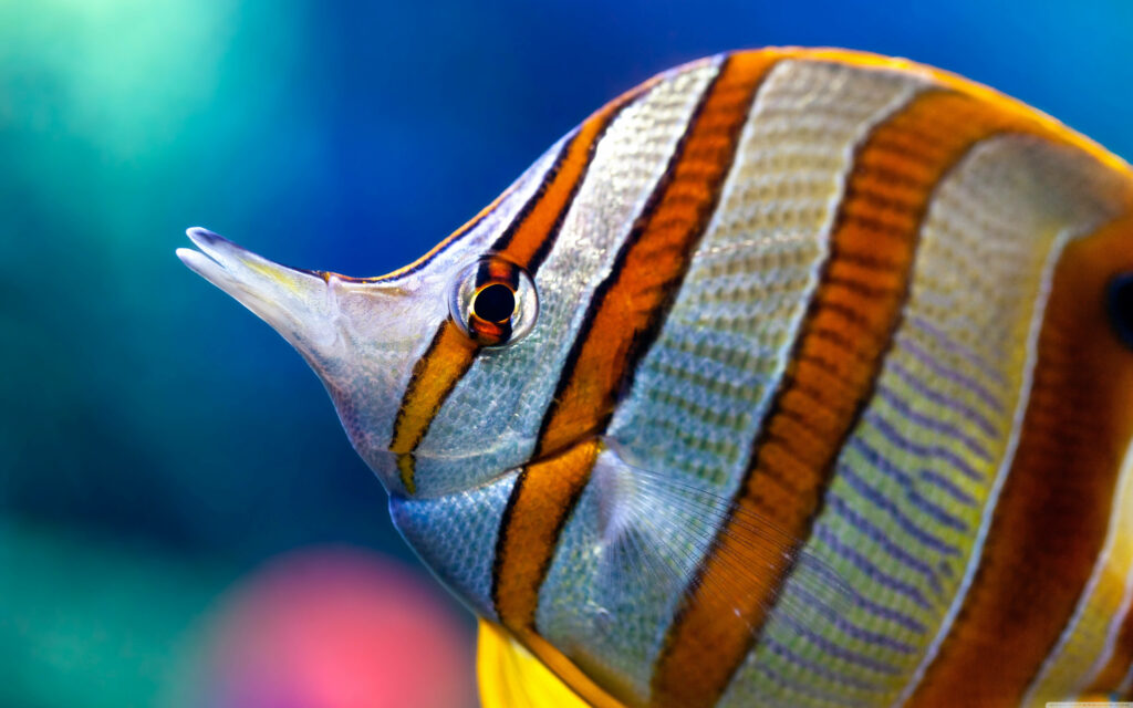 Splendid Serenity: Captivating Copperband Butterflyfish in Vibrant 4K Detail Wallpaper
