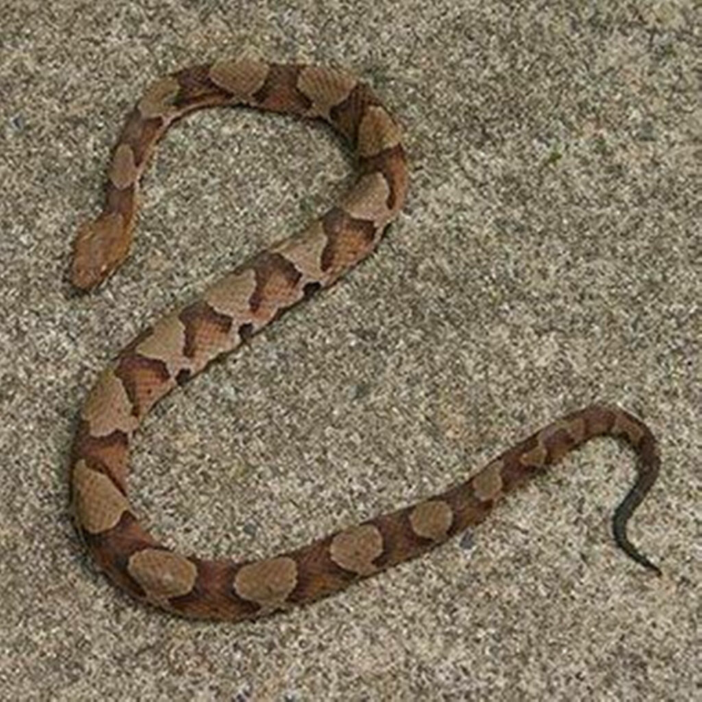 Stunning Copperhead Snake Wallpaper: Nature's Master of Camouflage