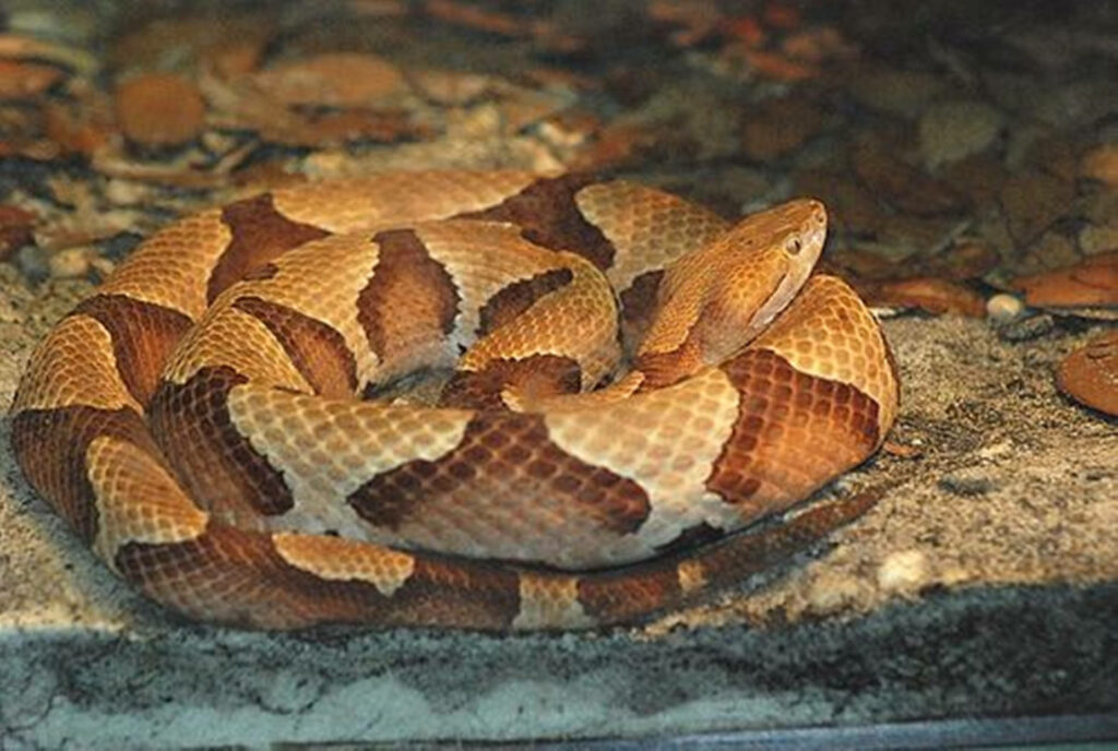 Copperhead Snake Wallpaper: Captivating Scales & Forest Camouflage