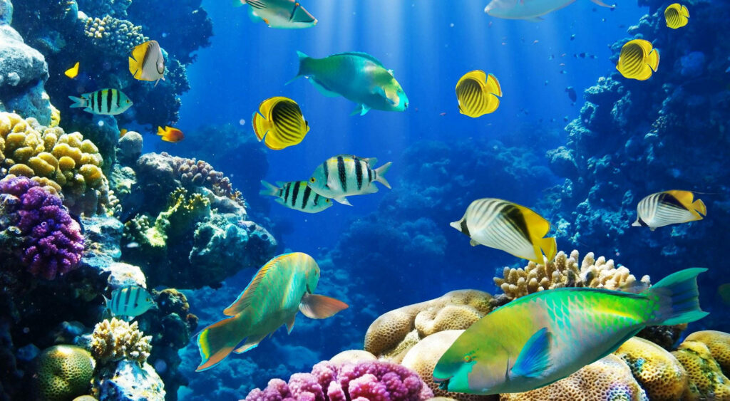 Beneath the Waves: Majestic Fishes and Colorful Coral Reefs Wallpaper