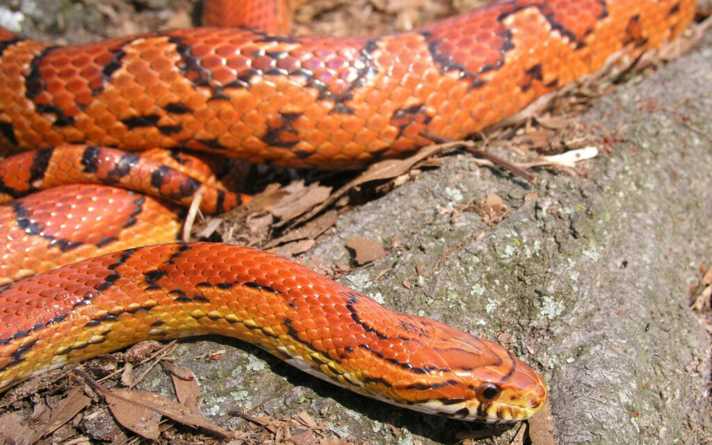 Corn Snake Encounter: A Wild Wallpaper Adventure