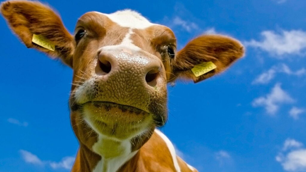 Majestic Bovine Gazing at the Infinite Sky: HD Wallpaper Background