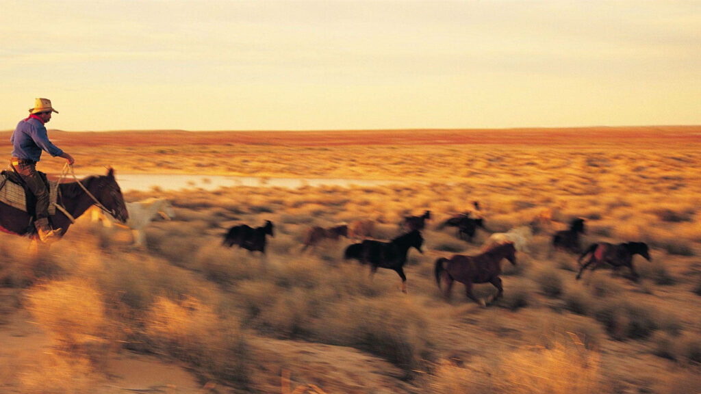 Cowboy riding horse guiding wild horses across sunlit golden Australian Outback desert Wallpaper