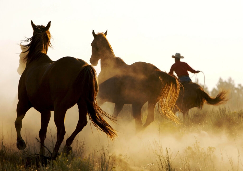 Cowboy riding horseback at sunset tending horses with warm golden light and dusty western landscape Wallpaper