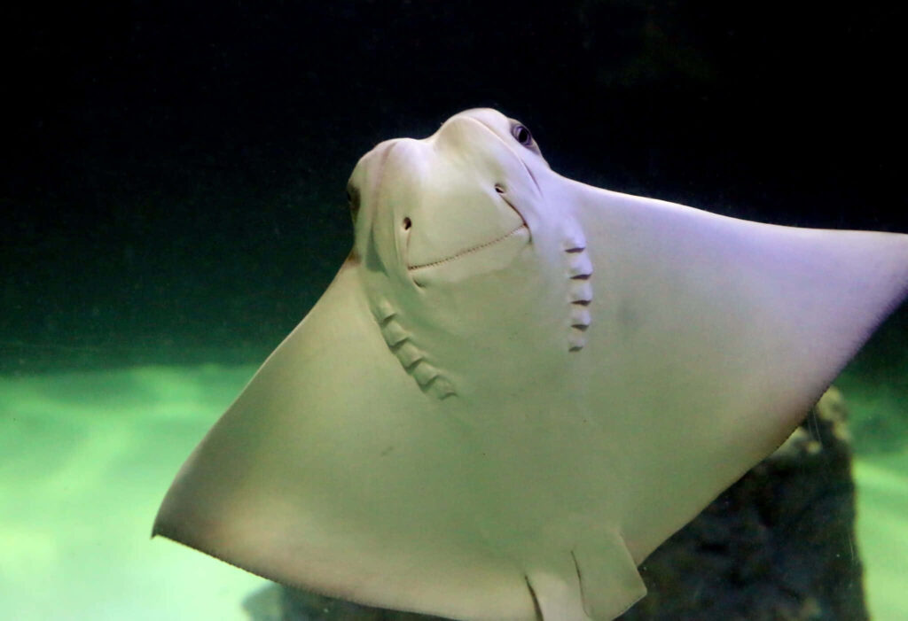 Close-up of smooth creamy cownose ray with diamond-shaped body in tranquil underwater scene Wallpaper