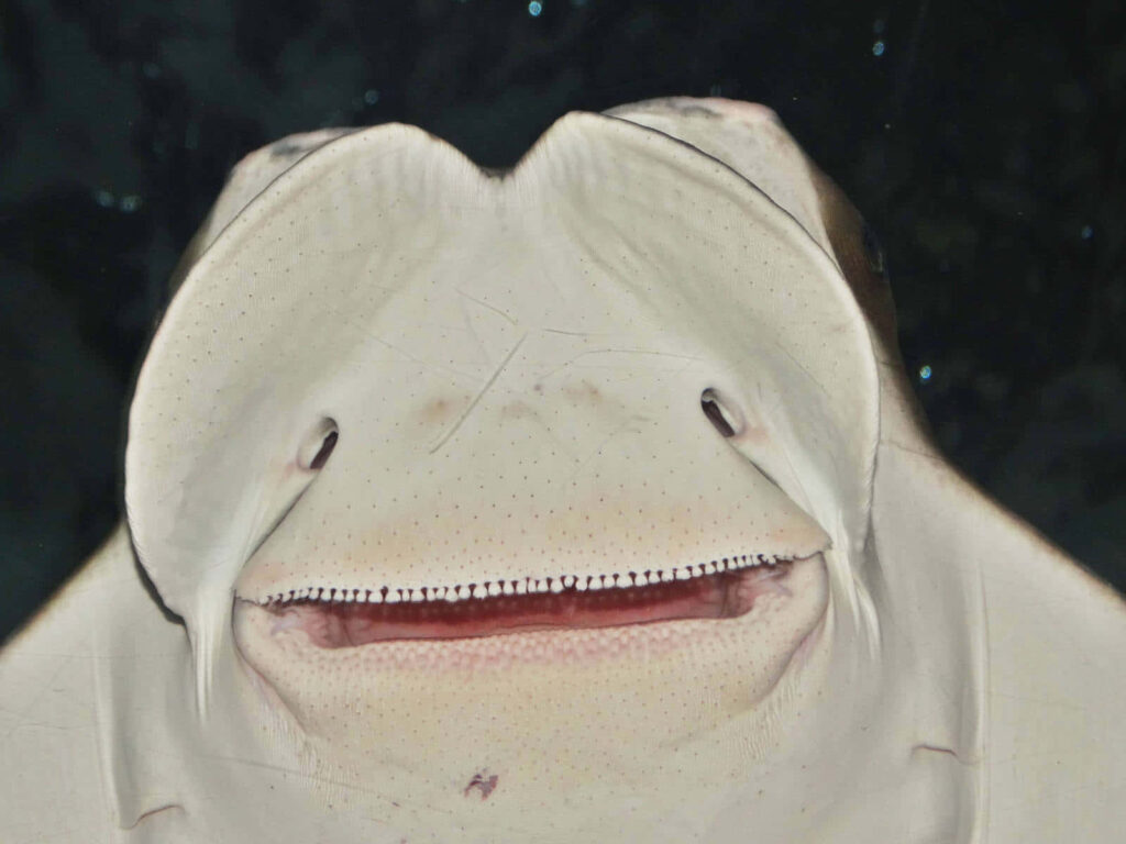 Close-up of a cownose ray showing smooth pale underside and unique facial features underwater Wallpaper