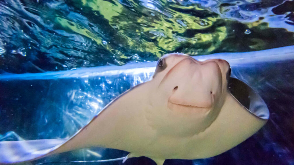 Close up of a cownose ray with smooth tan body and wing fins in blue green underwater scene wallpaper
