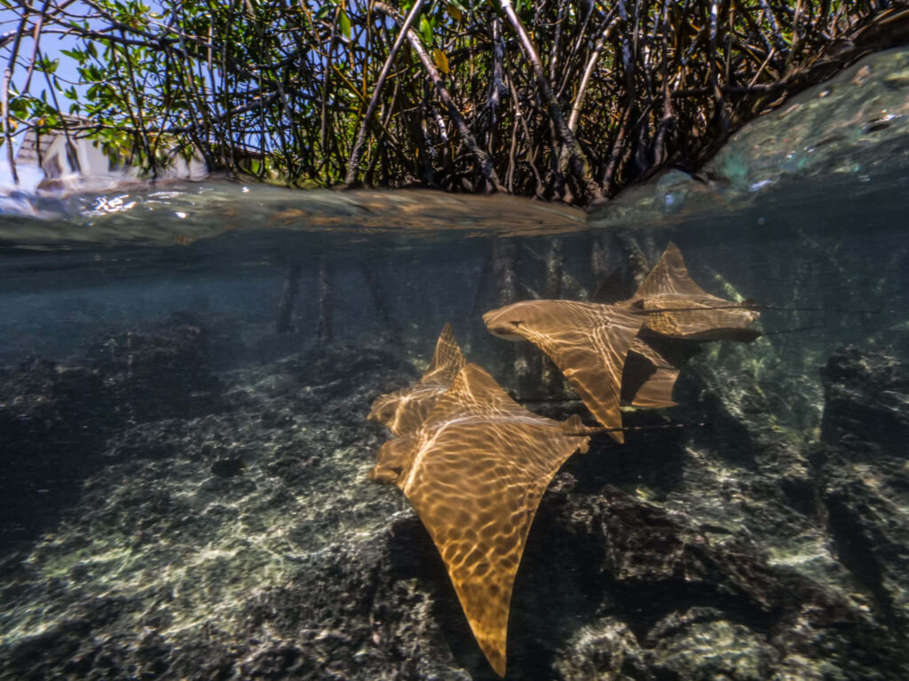 Cownose Ray gliding near mangrove roots under sunlight with shimmering clear water patterns Wallpaper
