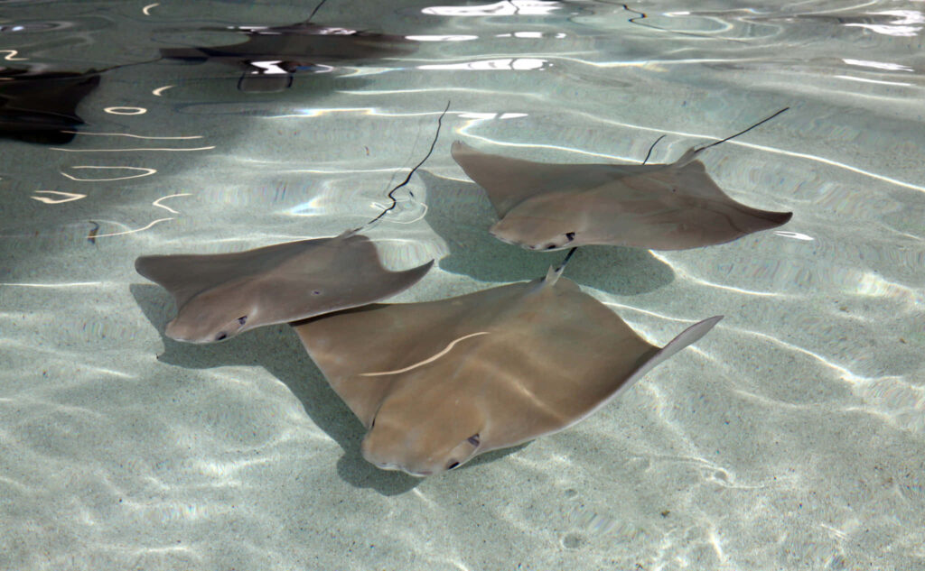Pair of cownose rays gliding over sunlit sandy shallows in clear rippling water wallpaper background