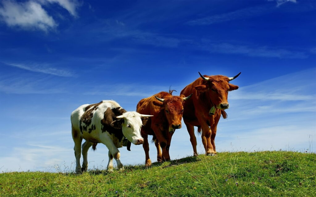Majestic Trio Grazing on Lush Green Pasture Under a Clear Blue Sky - HD Wallpaper Background