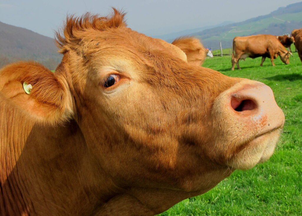 Serene Countryside: Majestic Cows Grazing on a Vast Rural Field - HD Wallpaper