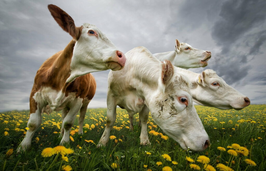 Harmony in the Pastoral Countryside: A Vibrant Portrait of Grazing Cows Amidst a Yellow and Green Field of Flowers Wallpaper