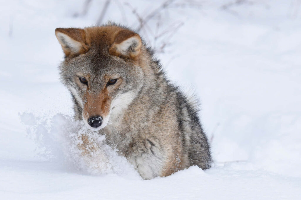 Coyote Digging in Snow Wallpaper: Stunning Winter Wildlife Scene