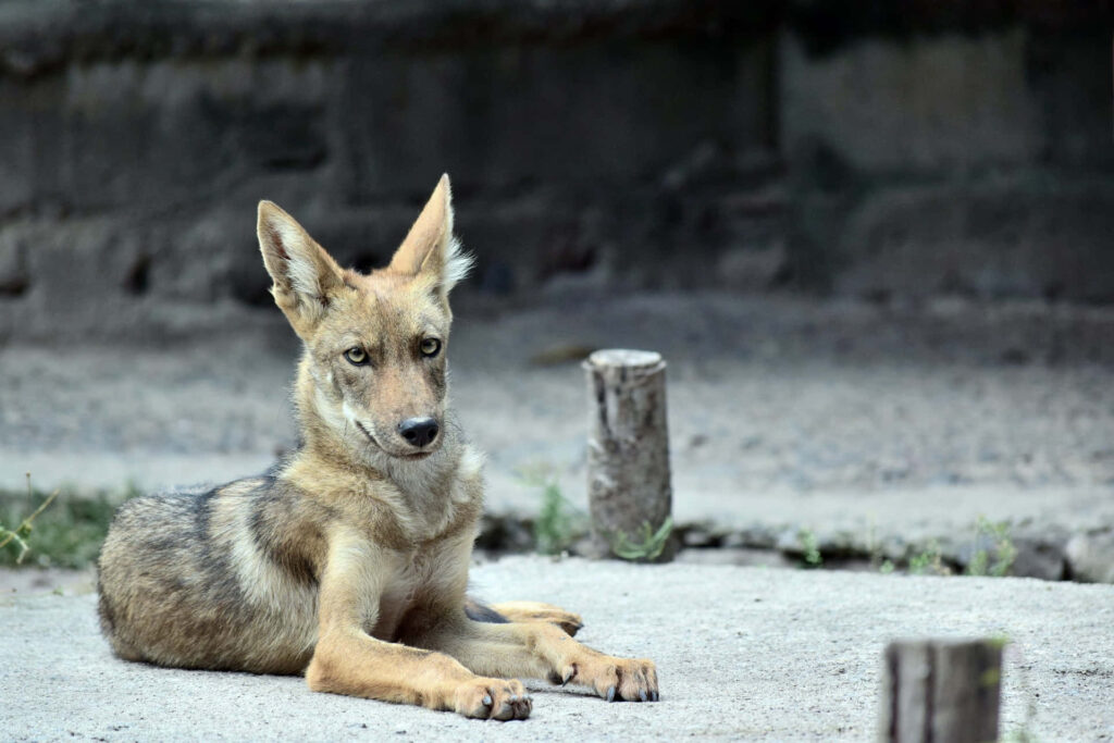 Coyote Lounging in Zoo: A Captivating Wallpaper of Nature's Beauty