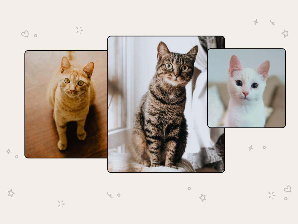 Collage of expressive American Shorthair cats with distinctive fur patterns in cozy setting wallpaper