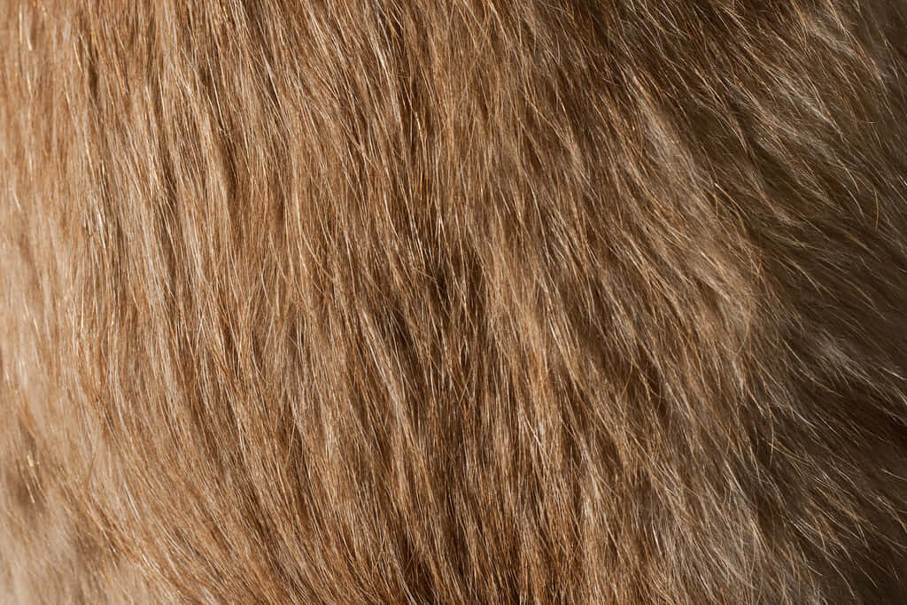 Cozy Close-Up Wallpaper: Nature's Intricate Animal Fur Textures
