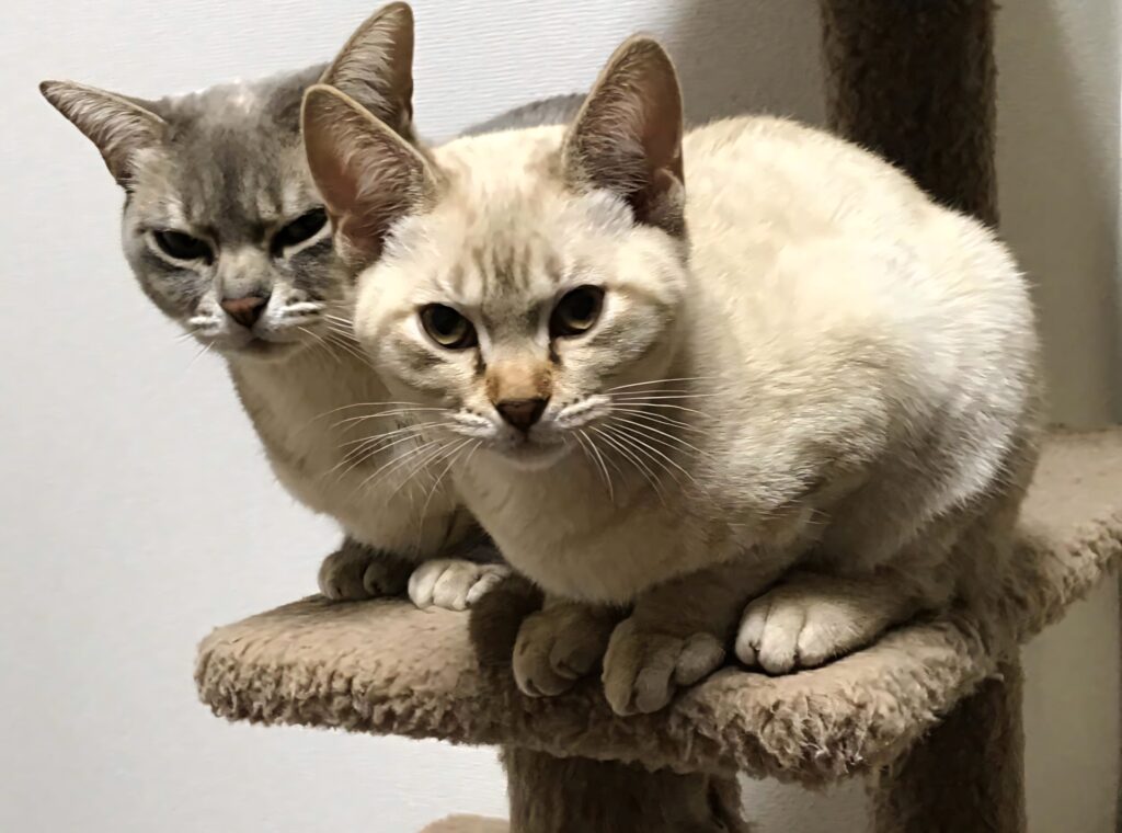 Two Australian Mist cats perched on cozy cat tree in peaceful home wallpaper background