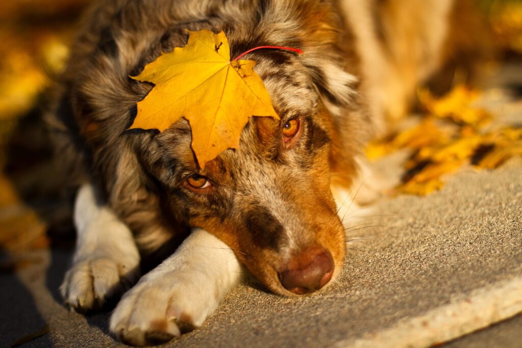 Cozy Australian Shepherd with Autumn Leaf - Vibrant Pet Wallpaper