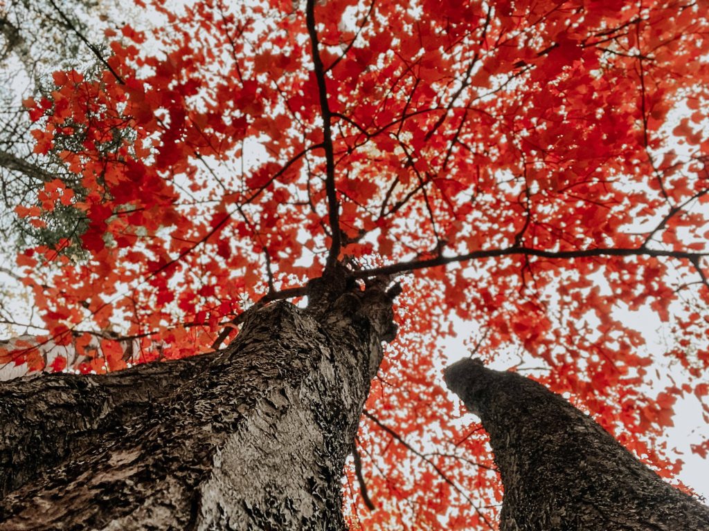 Low angle 4K autumn wallpaper of fiery red maple leaves and textured tree trunks bright sky