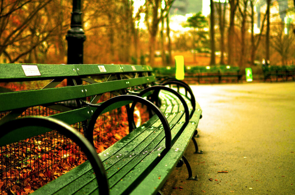 Classic green bench in Central Park with autumn leaves and soft warm sunlight background Wallpaper