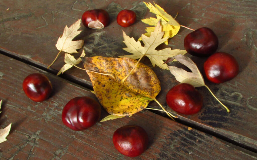 Fresh chestnuts and autumn leaves on rustic wooden table cozy fall wallpaper background