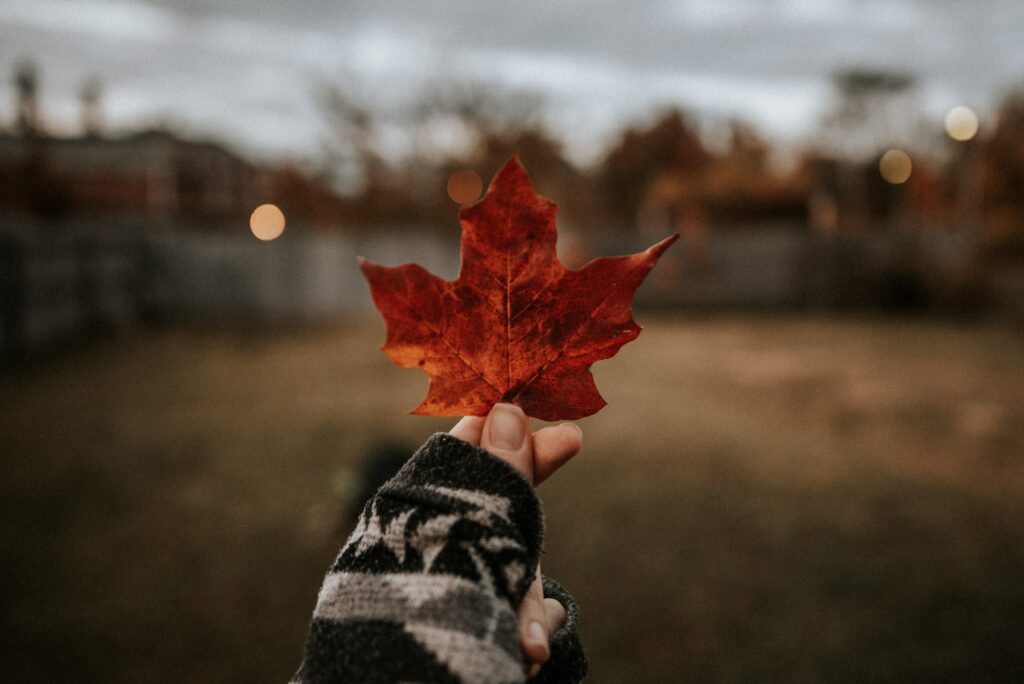 Hand in patterned sweater holding dry brown maple leaf autumn background cozy textures Wallpaper