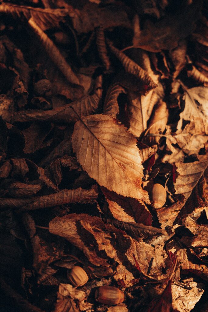 Autumn wallpaper with dry brown leaves and earthy textures showcasing warm fall tones