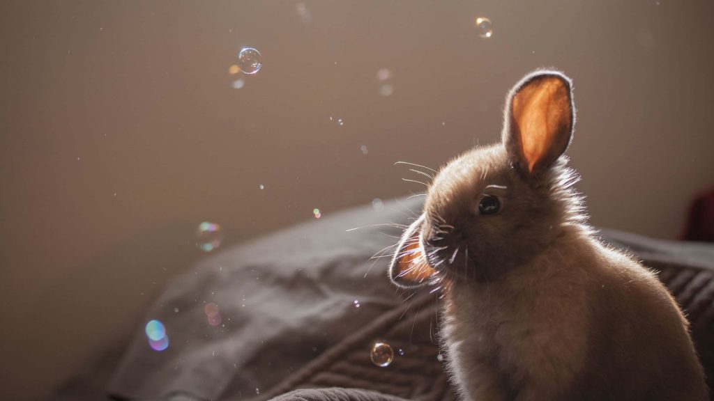 Fluffy light-brown baby bunny with floating soap bubbles in cozy warm indoor setting wallpaper