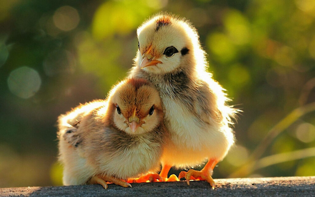 Adorable Baby Chicks in Warm Sunlight - Cozy Nature Wallpaper