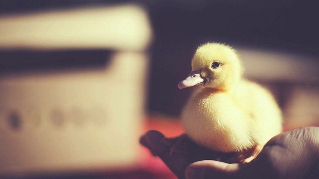 Cozy Baby Duckling Wallpaper: Serene Hand Cradle Background