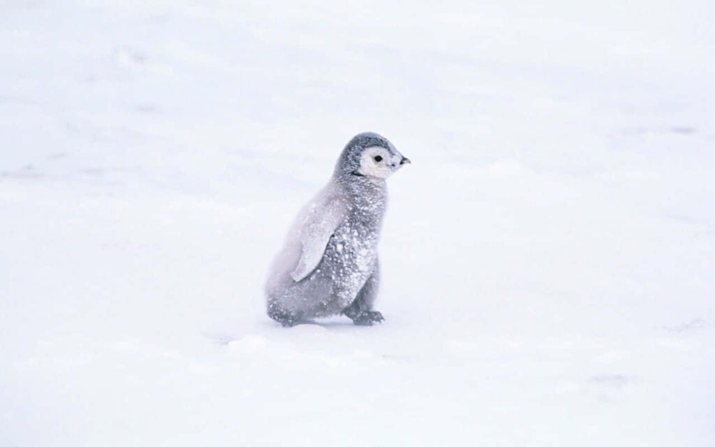 Cozy Baby Penguin in Snow: Heartwarming Winter Wallpaper