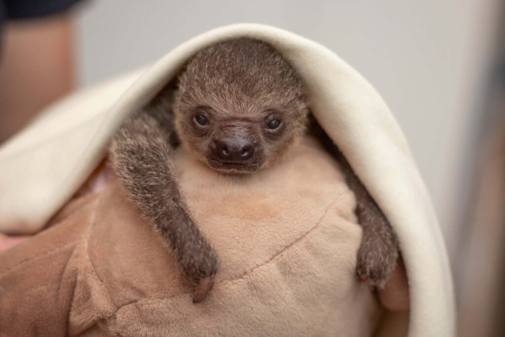 Cozy Baby Sloth Wallpaper: Serene Nature Background for Animal Lovers