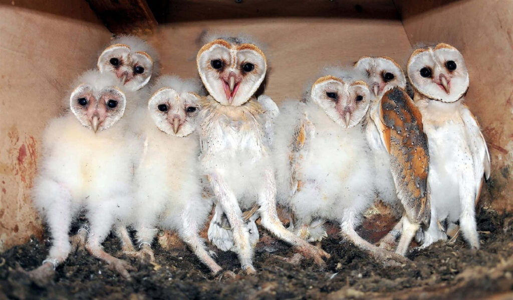 Cozy Barn Owl Chicks: Fluffy White Feathers in Rustic Background Wallpaper
