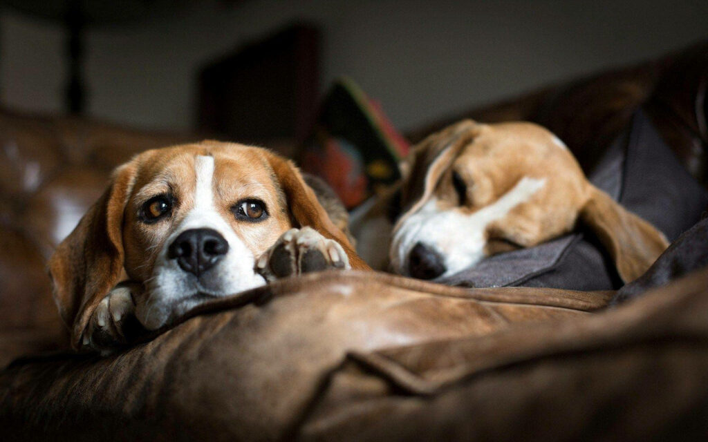 Cozy Beagle Wallpaper: Sleepy Dogs on Soft Couch Background