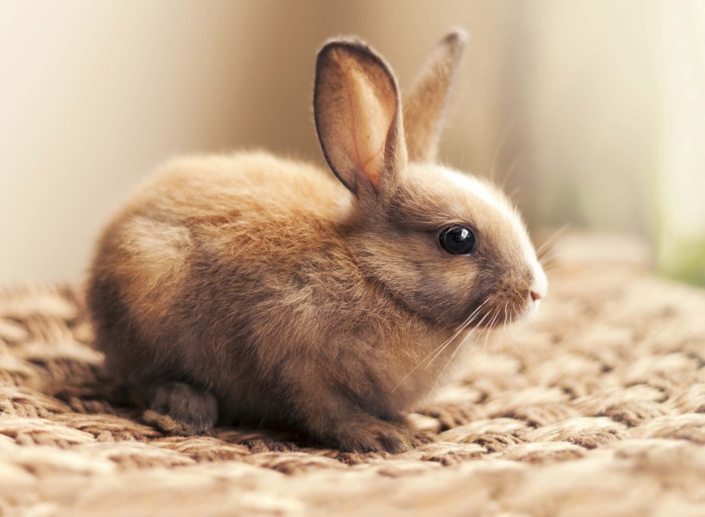 Adorable small brown rabbit on woven rug with soft natural lighting cozy bunny wallpaper