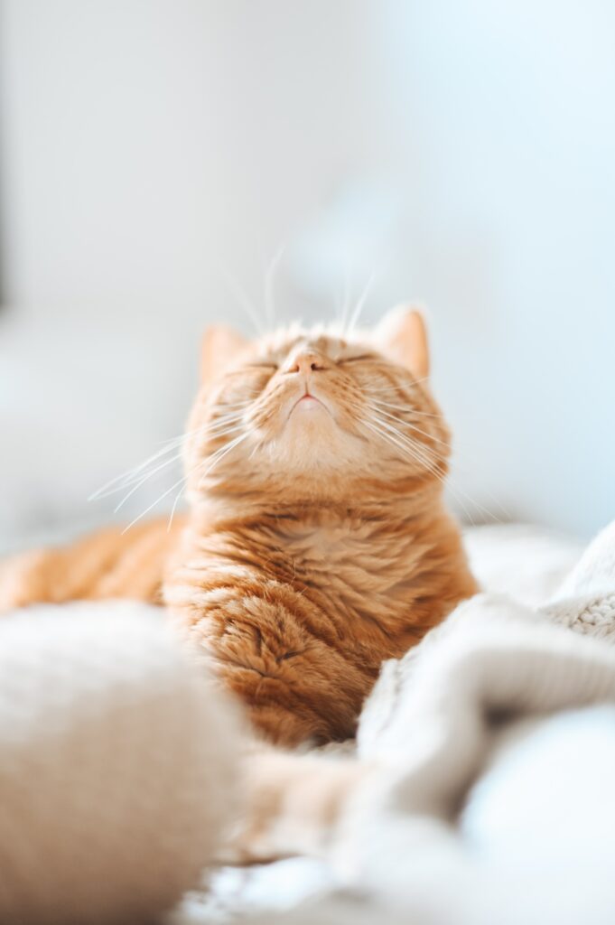 Cozy Brown Cat Napping: Heartwarming High-Resolution Wallpaper