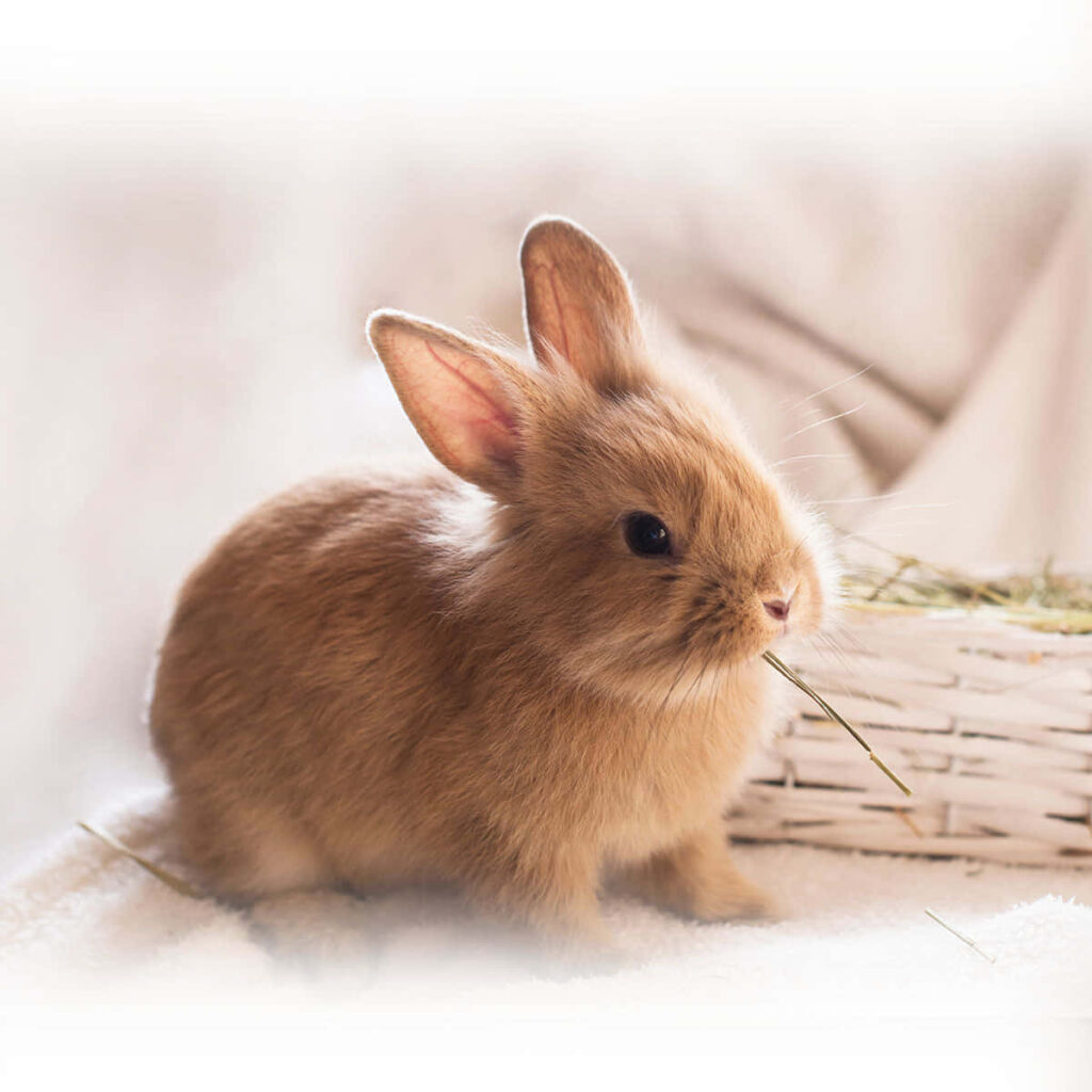 Soft Brown Rabbit with Grey Whiskers on Cozy White Wallpaper