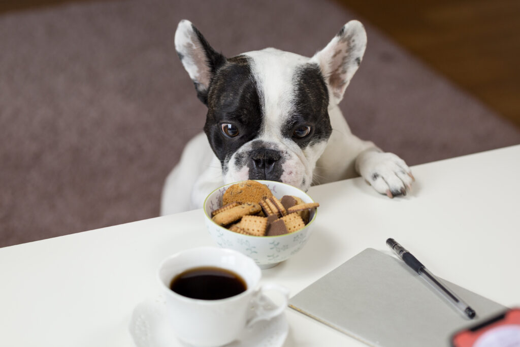 Curious Bulldog with Cookies: Cozy Home Scene Wallpaper