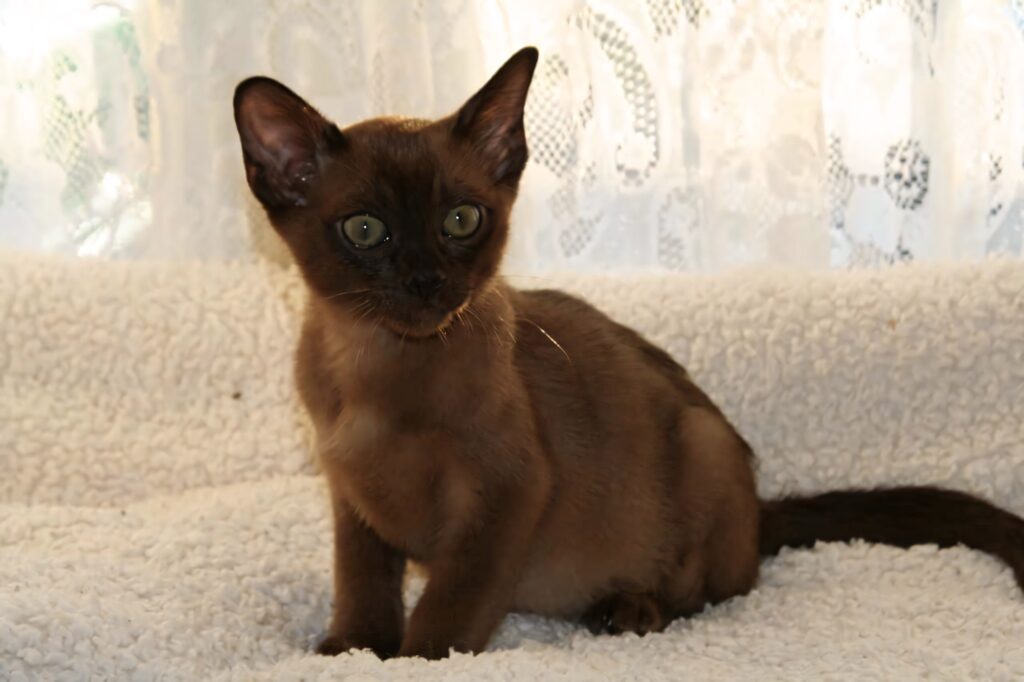 Burmese cat with glossy brown fur on plush windowsill soft natural light lace curtain background Wallpaper