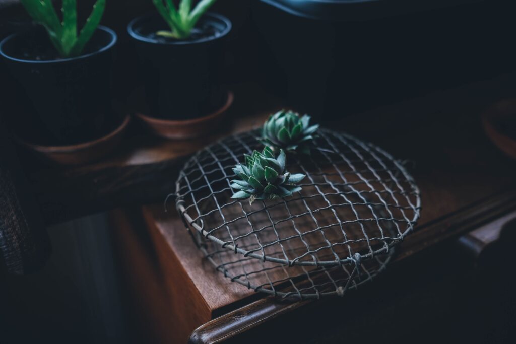 Cozy Cactus Houseplants on Wooden Table - Rustic Wallpaper Background