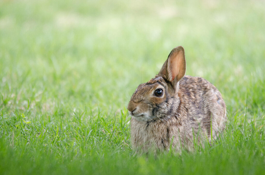 Guardian of the Meadow: Adorable Brown Bunny Camouflaged in Nature's Tapestry Wallpaper