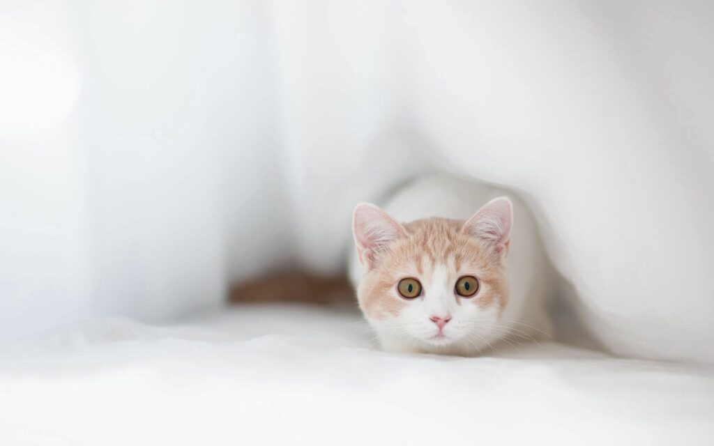 Cozy Cat Peeking from Soft Cloth - Adorable and Serene Scene Wallpaper
