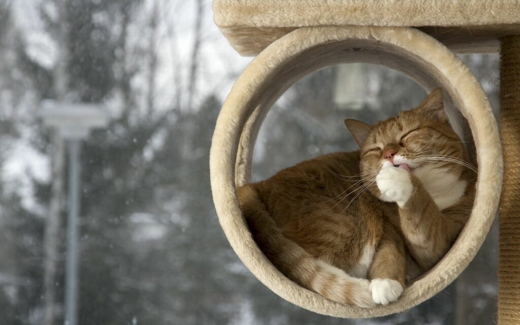 Cozy Cat in Tree with Serene Winter Background Wallpaper