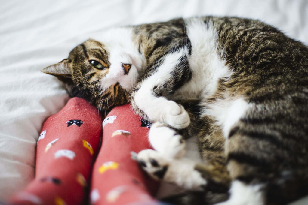 Cozy Cat Nap: Adorable Cat with Patterned Sock Legs on Bed Wallpaper
